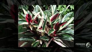 Ctenanthe  garden plants [upl. by Wesley]