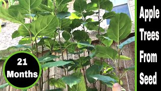 Growing Apple Trees From Seeds  21 Months [upl. by Winzler]