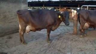 Brown Swiss x Holstein Crossbred Twins [upl. by Hurwitz]