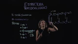 Estructura peptidoglicano [upl. by Birdie]