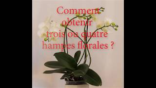 Orchidées Comment obtenir plusieurs hampes floralescomment faire refleurir une orchidée [upl. by Auohs]