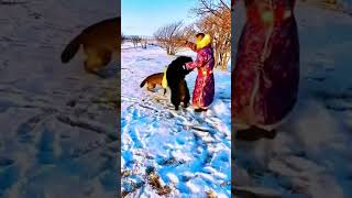 Snowy Mountain Tibetan Mastiff vs Gray Wolf tibetanmastiff warmastiffandwolf mastiffandwolf [upl. by Htebirol254]