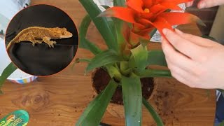 Repotting Bromeliad For A Reptile Terrarium [upl. by Cleave852]