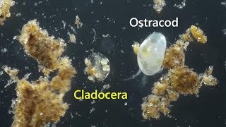 Cladocera Chydoridae with eggs and babies plus size compared to Ostracods [upl. by Nyra924]