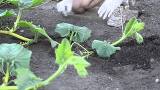 Grow Big Pumpkins  Vine Burying Pollination Vine Training [upl. by Unni]