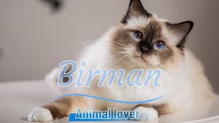 Birman Cats  Everything You Need to Know About This Majestic Breed 😻😳 [upl. by Nedak]