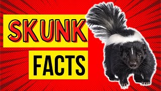 10 Stinky Skunk Facts You Need to Know 🦨💨 [upl. by Retsae]