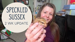 Speckled Sussex two weeks old  Chick update  backyard chickens [upl. by Dunson]