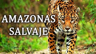 Amazonas Salvaje  La Cuna De La Vida Documental 2020 [upl. by Janela]