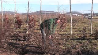 Winterschnitt von im Frühling blühenden Sträuchern [upl. by Bork359]