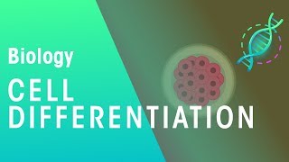 Cell Differentiation  Genetics  Biology  FuseSchool [upl. by Selimah]