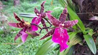 Miltonia Miltassia e afins [upl. by Cecile]