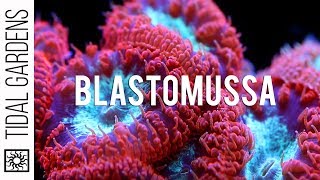 A secret crush on Blastomussa Pineapple Corals [upl. by Ahearn]