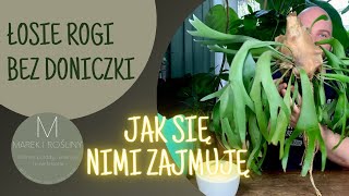 Łosie rogi  platycerium bifurcatum  płaskla łosioroga Jak uprawiam swoje bez doniczki [upl. by Ziwot]