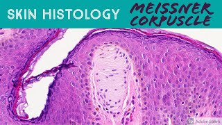 Skin Histology Meissner Corpuscle tactile corpuscle [upl. by Fein]