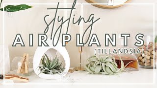 EASIEST Plant To Style A Home With  Air Plant Terrarium amp Hanging Ideas  Tillandsia Air Plant Care [upl. by Marjy]