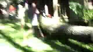 dangers of tree cutting chainsaw [upl. by Buchanan993]