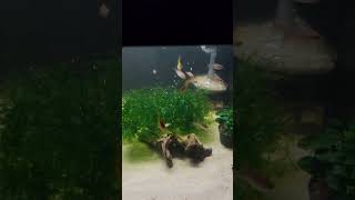 Corydoras moving day aquarium breeding corydoras fish breedingtank [upl. by Noivart]