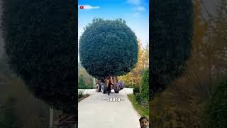 Road Trees cutting tree treemaintenance amazingfacts treecutting interestingfacts amazing [upl. by Auhsot]