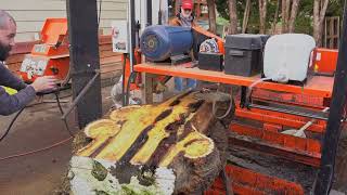 Stunning Black Locust Burl Log on the Sawmill [upl. by Ahsyle956]