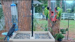 LIVE 4K Bird Feeder Cam in Nokomis Florida [upl. by Navillus854]