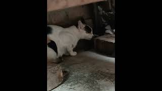 Homeless Mama CAT and His Cute Baby Kitten Live in Ruin House please save the Stray Cats 😭 [upl. by Schoenburg]