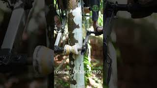 Tree Climbing Bike shorts  Tree Climbing Machine agriculture [upl. by Rezal201]