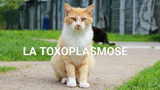 PARASITOMYCOLOGIE🪱 COMPRENDRE TOXOPLASMOSE EN 40 min 😸🐱 [upl. by Loydie395]