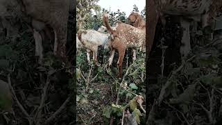 Makhichina breeder bakra bakraeidspecial eidmubarak specialstory goatsfaming [upl. by Paul]