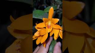 Floração da Guarianthe aurantiaca [upl. by Merriott]