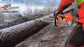 Stihl MS 500 i die 1 Motorsäge mit Einspritzanlage im 1 Einsatz [upl. by Nynahs]