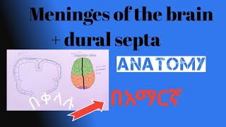 Meninges of the brain dural septa and related structures Anatomy በአማርኛ [upl. by Preuss]