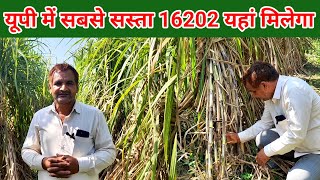 पूरी यूपी में सबसे सस्ता 16202 यहां मिलेगा। 16202 ganna variety ke leye sampark kare 75340 66436 [upl. by Euginomod19]