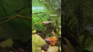 Nerite snail watch till the end [upl. by Sseb]