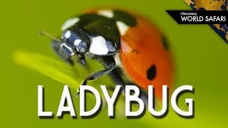 Ladybugs Come In Many Different Colors [upl. by Hcone577]