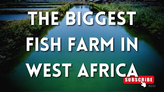 WHERE IS THE BIGGEST FISH FARM IN WEST AFRICA [upl. by Yaakov140]