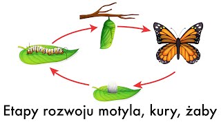 Prezentacja Etapy rozwoju motyla kury żaby dla dzieci przedszkolaków uczniów film edukacyjny [upl. by Oderfla]