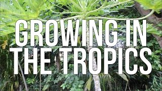 The Shocking Truth About Growing Vegetables in the Tropics What Works and What Doesnt [upl. by Hoagland]