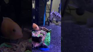 African Cichlids 🐠 africancichlid africancichlidtank fish fishtank aquarium ytshorts shorts [upl. by Zanas]