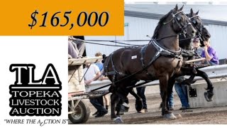 Highest Selling Percheron Gelding at Topeka sells for 165000 [upl. by Akihsan]