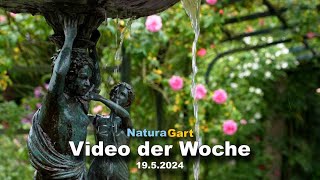 Video der Woche 1952024 [upl. by Oscar615]