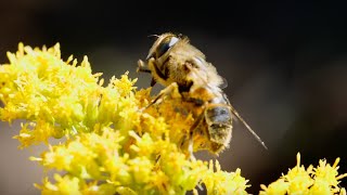 Danone amp Silk  Bee Hotel [upl. by Ferrell865]