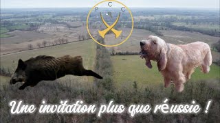 Chasse aux sangliers  quotUne invitation plus que réussie quot [upl. by Hallagan738]