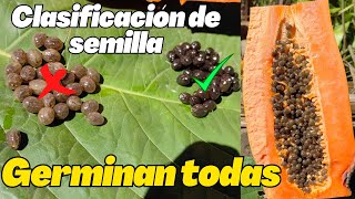 Truco para la Clasificación de semilla de papaya quotGERMINAN TODASquot [upl. by Valma]