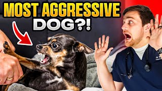 Are Chihuahuas the MOST Aggressive Dog Breed [upl. by Eintruoc]