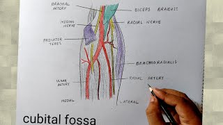 cubital fossa diagram drawing I human anatomy diagram [upl. by Gianina]