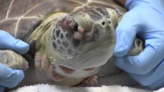 Sea turtles from Florida Keys receive pioneering eye treatment [upl. by Atteynad245]