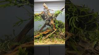 A day spent learning all about aquascaping and filming from George Farmer aquascape [upl. by Ponzo]