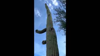 Bees Take Over Woodpecker Nest Hole in Saguaro Cactus shorts bees insects desertsouthwest [upl. by Joly820]