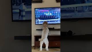 Dog Jumps For Joy Watching Horse Race 🐾 shorts dog horseracing [upl. by Emmi]